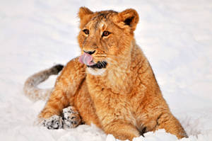 León acostado en la nieve con la lengua lamiendo su nariz. León jugando en la nieve.