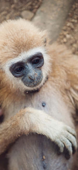 Fondo de Iphone Xs Max Gibbon — Galaxia M06 Fondos de pantalla