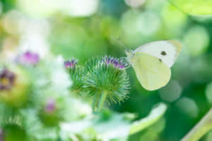 Imágenes estéticas de mariposas — MacBook Air 15 Fondos de pantalla