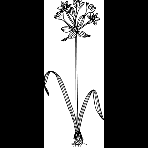 Elegante boceto de flor silvestre negra