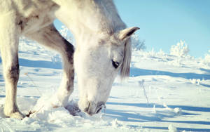 Fondo de pantalla de un caballo blanco pastando en la nieve