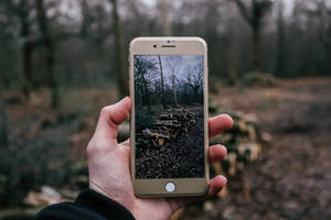 persona tomando foto de leños con un iPhone — iPhone 8 Fondos de pantalla