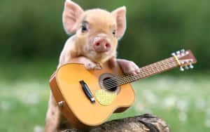 Fondo de Cerdito Lindo — Cerdito lindo Fondos de pantalla