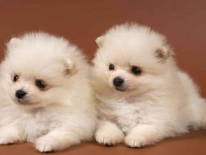 Dos Lindos Cachorros Pomerania — Cachorro lindo Fondos de pantalla