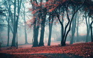 Fondo estético de otoño — Estética otoñal Fondos de pantalla