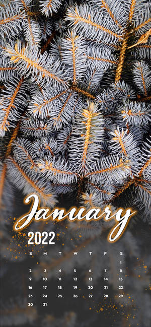 Fondo de pantalla de pino blanco enero 2022 — iPhone 16 Fondos de pantalla