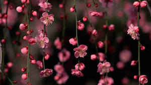 Enredaderas Florales de Primavera