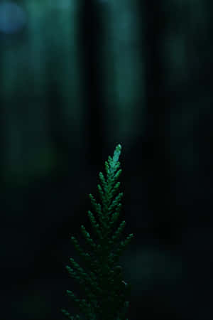Fondo Verde Oscuro — Honor MagicPad 3 Pro Fondos de pantalla