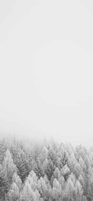 1290x2796 — IQOO Fondos de pantalla