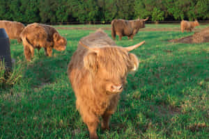 Imágenes de vacas lindas