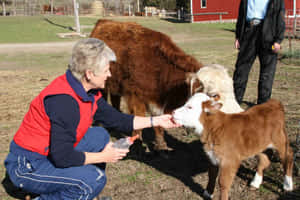 Fotos de vacas lindas