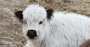 Fotos de vacas lindas