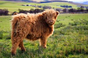 Fotos de vacas lindas