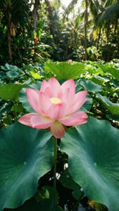 Lotos vibrantes en un estanque tropical con luz solar filtrándose entre las hojas.