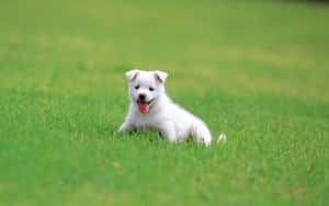 Fotos de cachorros lindos — Cachorro lindo Fondos de pantalla