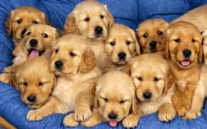 Fotos de cachorros lindos — Cachorro lindo Fondos de pantalla