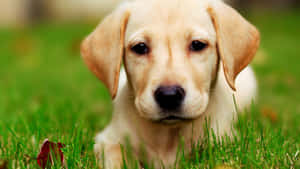 Fotos de cachorros lindos — Cachorro lindo Fondos de pantalla