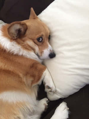 Imágenes Divertidas de Corgis — iPad 9.ª generación Fondos de pantalla