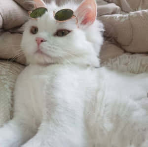 Fotos de gatos estéticos — Gato aesthetic Fondos de pantalla