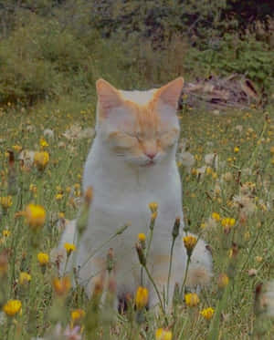 Fotos de gatos estéticos — Gato aesthetic Fondos de pantalla