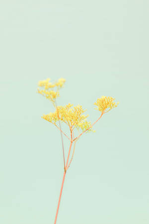 Estética amarillo pastel con flor — Aesthetic amarillo pastel Fondos de pantalla