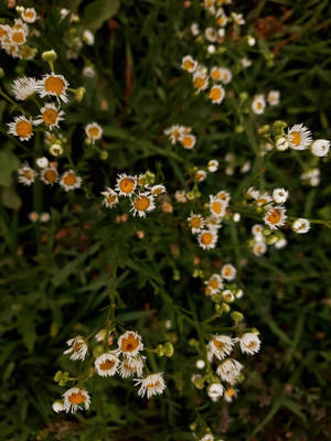 Estética Cottagecore de Flores Blancas en el Pasto