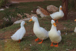 Estética Cottagecore de Patos Remando