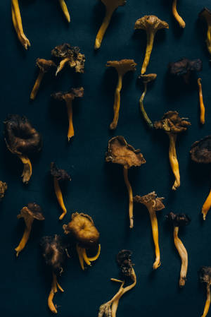 Estética de champiñones secos en flatlay — Estética de hongos Fondos de pantalla
