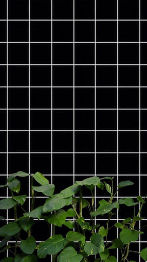 Estética de cuadrícula en blanco y negro con plantas