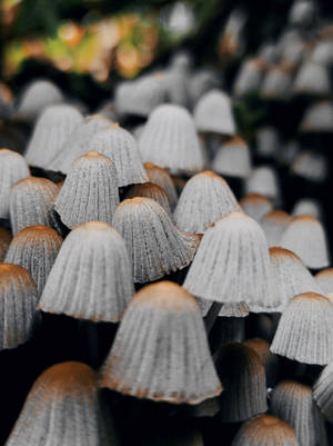 Estética de Hongo Bonete de Hada — Estética de hongos Fondos de pantalla