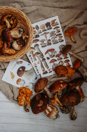 Estética de Hongos Comestibles de Otoño