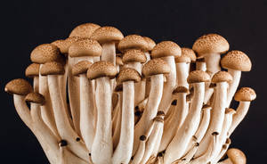 Estética de Hongo Comestible — Estética de hongos Fondos de pantalla