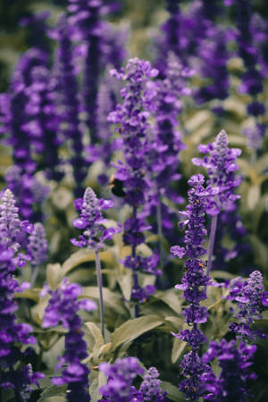 Estética de Lavanda Primer Vibrante de Flores — Estética lavanda Fondos de pantalla