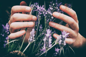 Estética de Lavanda Manos Tocando Flores — Estética lavanda Fondos de pantalla