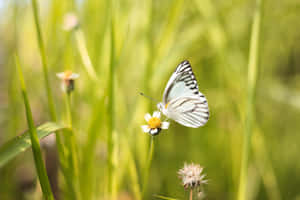 Imágenes estéticas de mariposas — MacBook Air 15 Fondos de pantalla