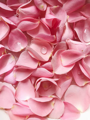 Estética de Pétalos de Rosa Rosa — Estética rosa Fondos de pantalla