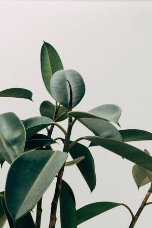 Estética de Planta de Árbol de Caucho de Interior — Estética de plantas Fondos de pantalla