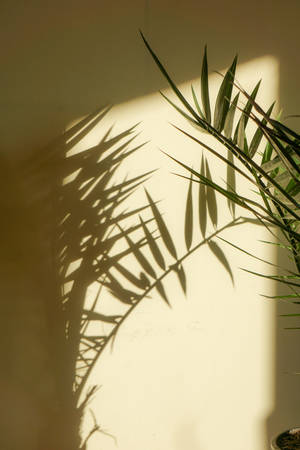 Estética de Planta de Palma con Sombra
