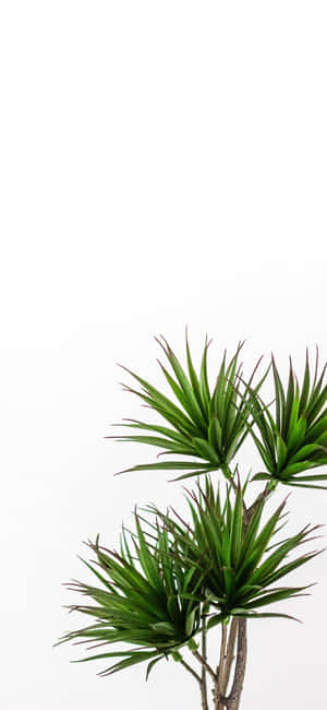 Estética de Planta Verde