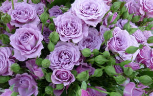 Estética de Rosa Lila — Estética rosa Fondos de pantalla