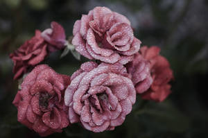 Estética de Rosa de Pétalos Rosas — Estética rosa Fondos de pantalla