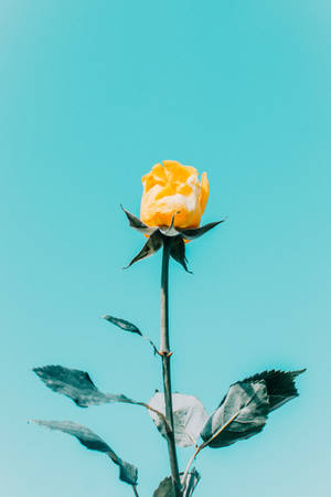 Estética de rosa amarilla contra cielo azul — Estética rosa Fondos de pantalla