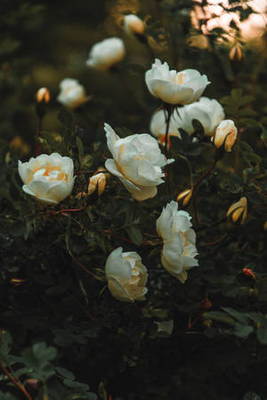 Estética de Rosa Blanca al Atardecer — Estética rosa Fondos de pantalla