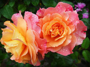 Estética de rosas amarillas y rosas — Estética rosa Fondos de pantalla
