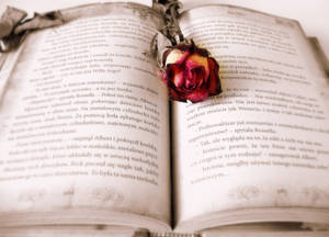 Estética de Rosa Roja sobre Libro Abierto — Estética rosa Fondos de pantalla