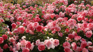 Estética de Rosas Rosas — Estética rosa Fondos de pantalla