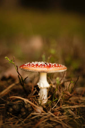 Estética de Seta Fly Agaric Macro — Estética de hongos Fondos de pantalla