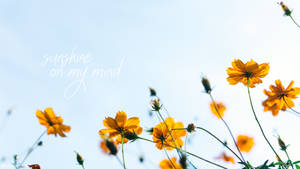 Fondo de pantalla de estética de verano con cita de flores al sol — Pro Display XDR Fondos de pantalla