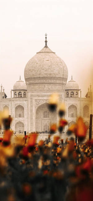 Estética India Taj Mahal Flores — iPhone 12 mini Fondos de pantalla