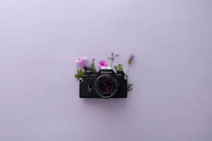 Estética Lavanda y Cámara Nikon — Estética lavanda Fondos de pantalla